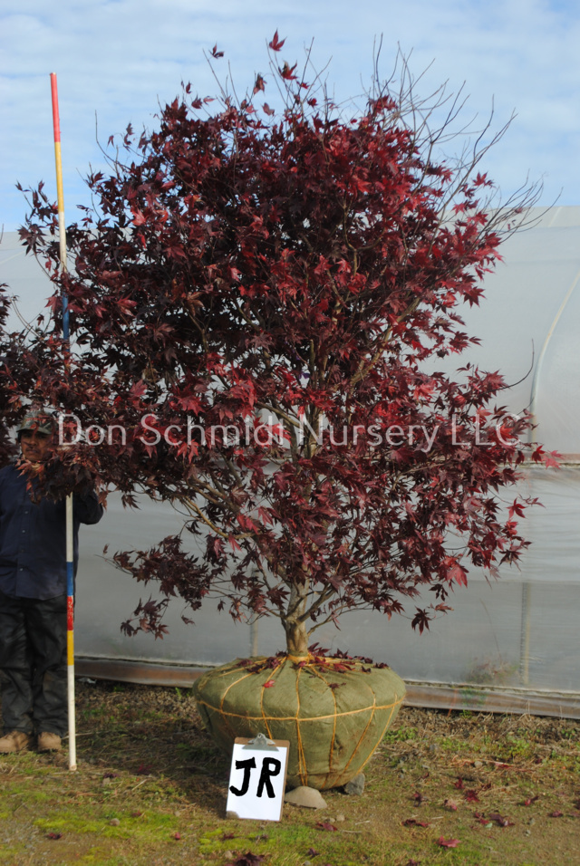 NEW Bloodgood Jr. 2