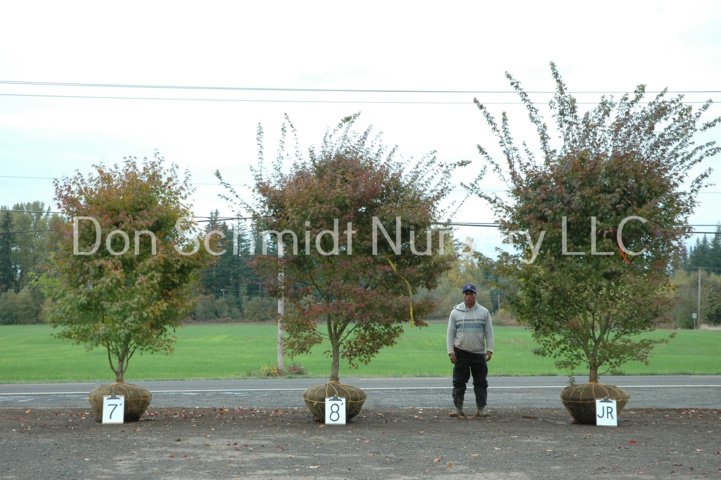 NEW Palmatum 7-Jr
